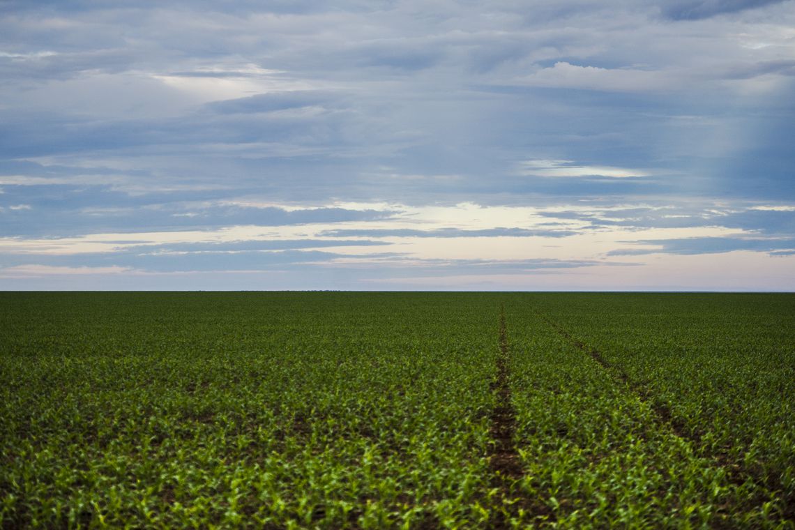 Cristalina e Rio Verde estão entre os dez municípios com maior valor de produção agrícola do país