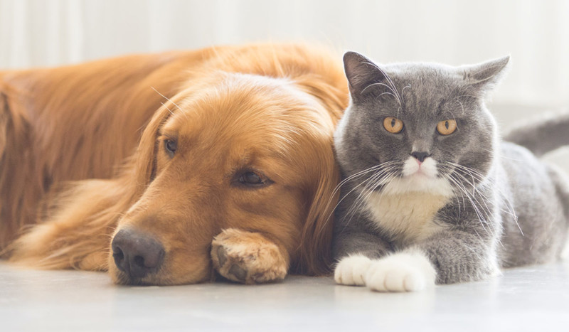 Senado aprova projeto que criminaliza exercício ilegal da Medicina Veterinária