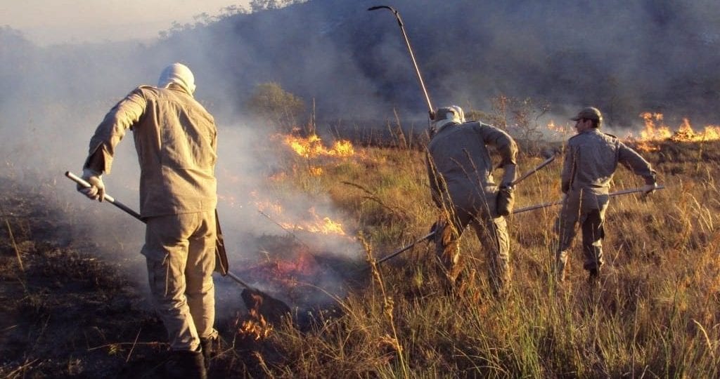 Do total queimado no país em janeiro, 66,8% atingiu vegetação nativa