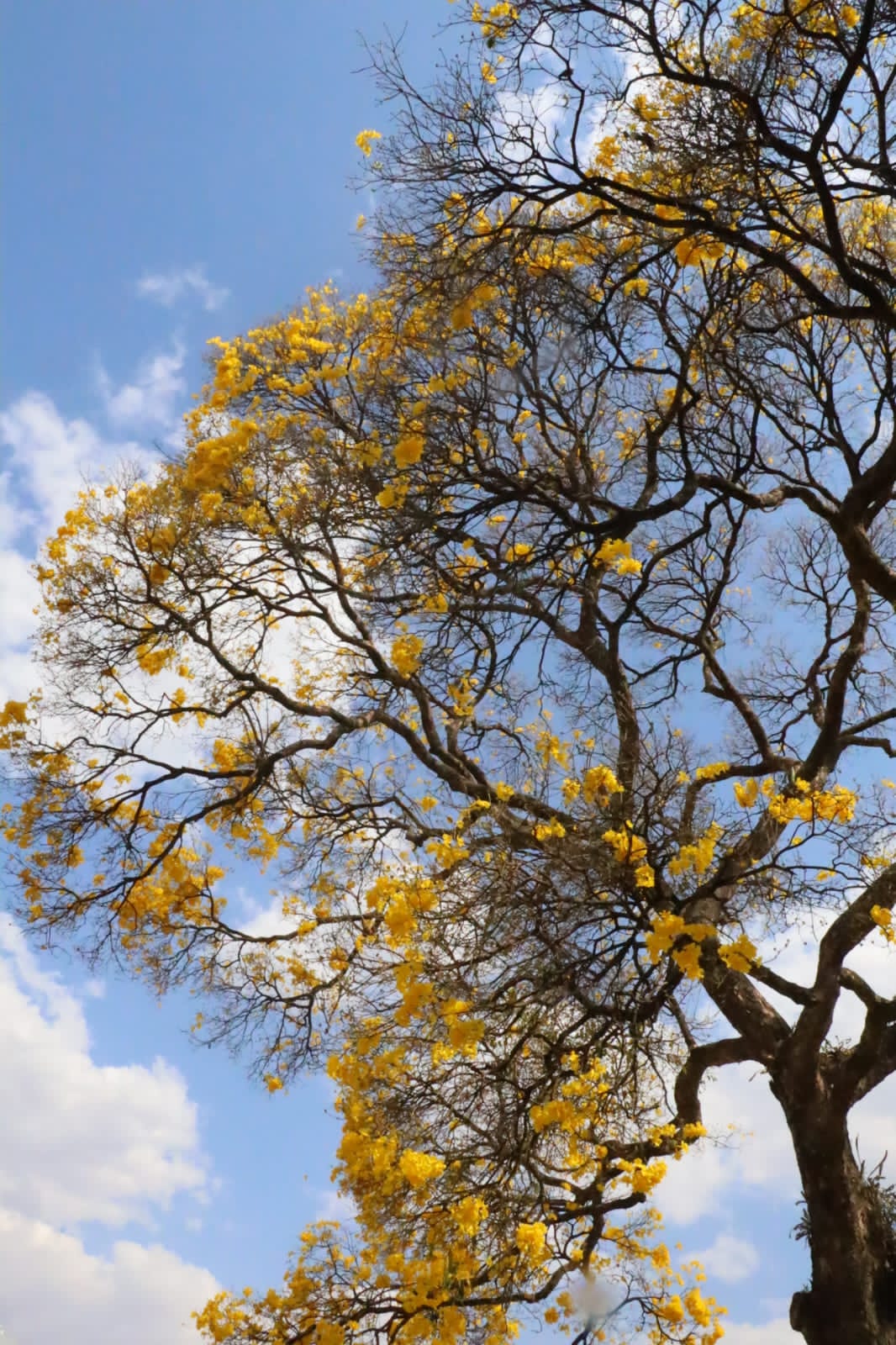 Domingo terá predomínio de sol em todo o estado, prevê meteorologia