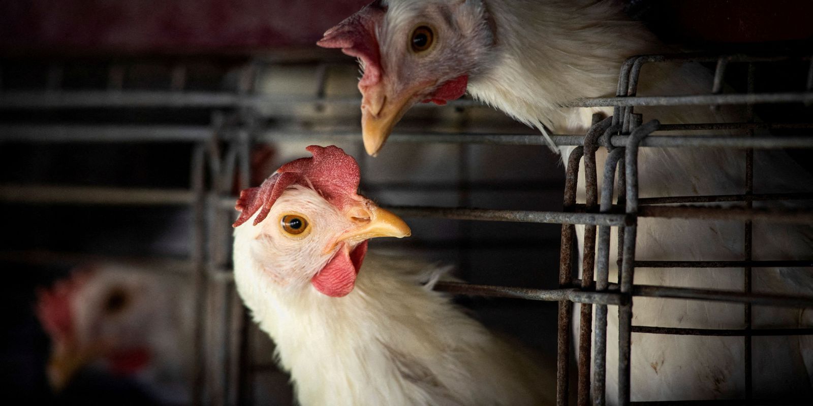 Agrodefesa investiga mais dois casos suspeitos de gripe aviária