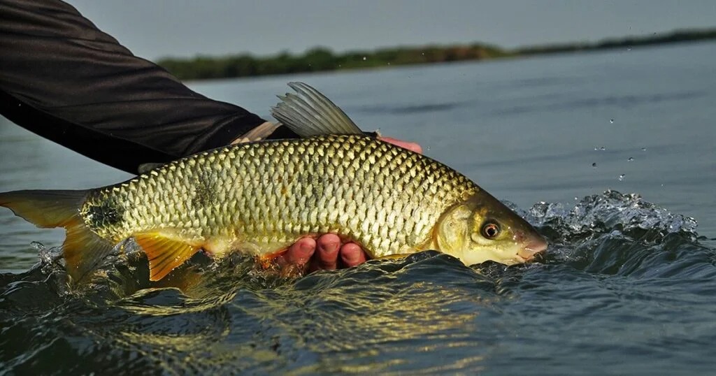 piracema goiás
