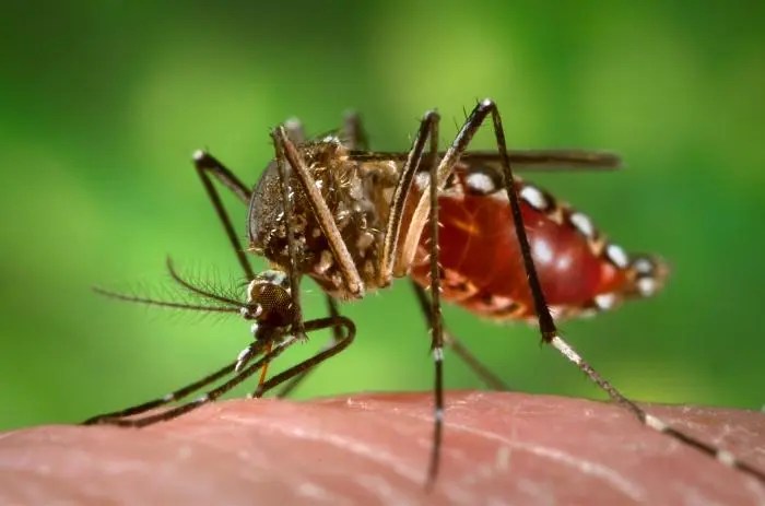 Aedes aegypti é o mosquito transmissor da dengue. Foto: EBC