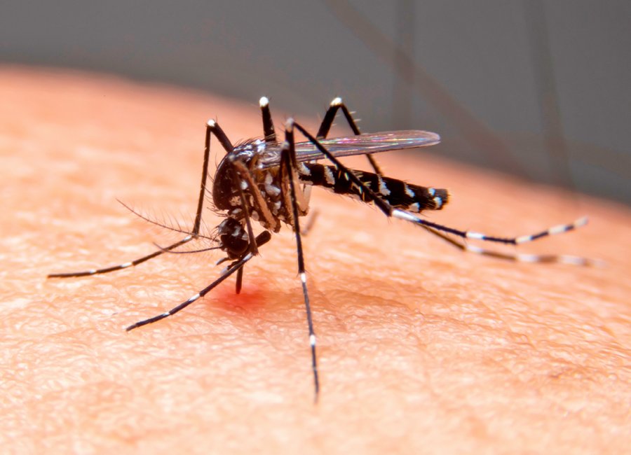 Dengue já matou 110 pessoas em Goiás neste ano