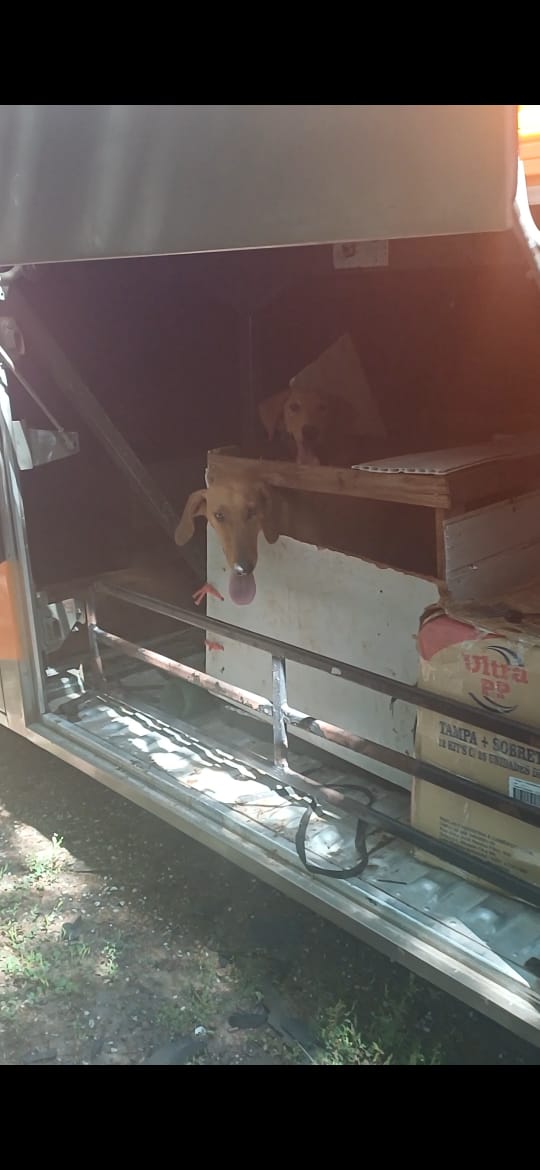 PRF resgata cachorros vítimas de maus-tratos em ônibus