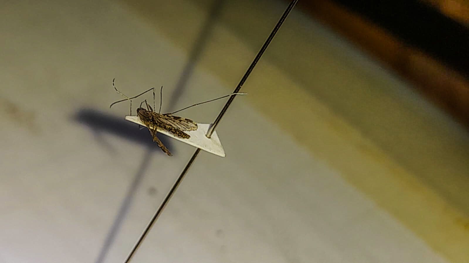 Técnicos pesquisam por mosquitos transmissores da malária em locais onde foi registrado caso da doença. Foto: Carmeci Natalina Elias