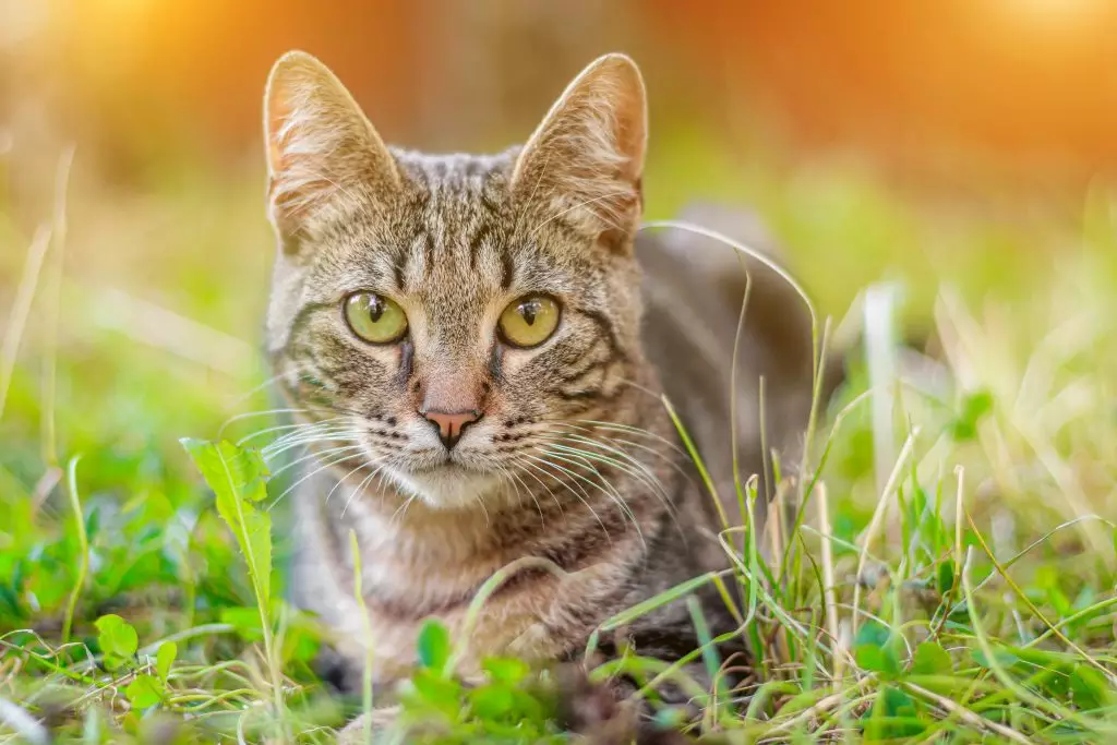 A comemoração foi estabelecida em 2002 pelo Fundo Internacional para o Bem-Estar Animal (IFAW)