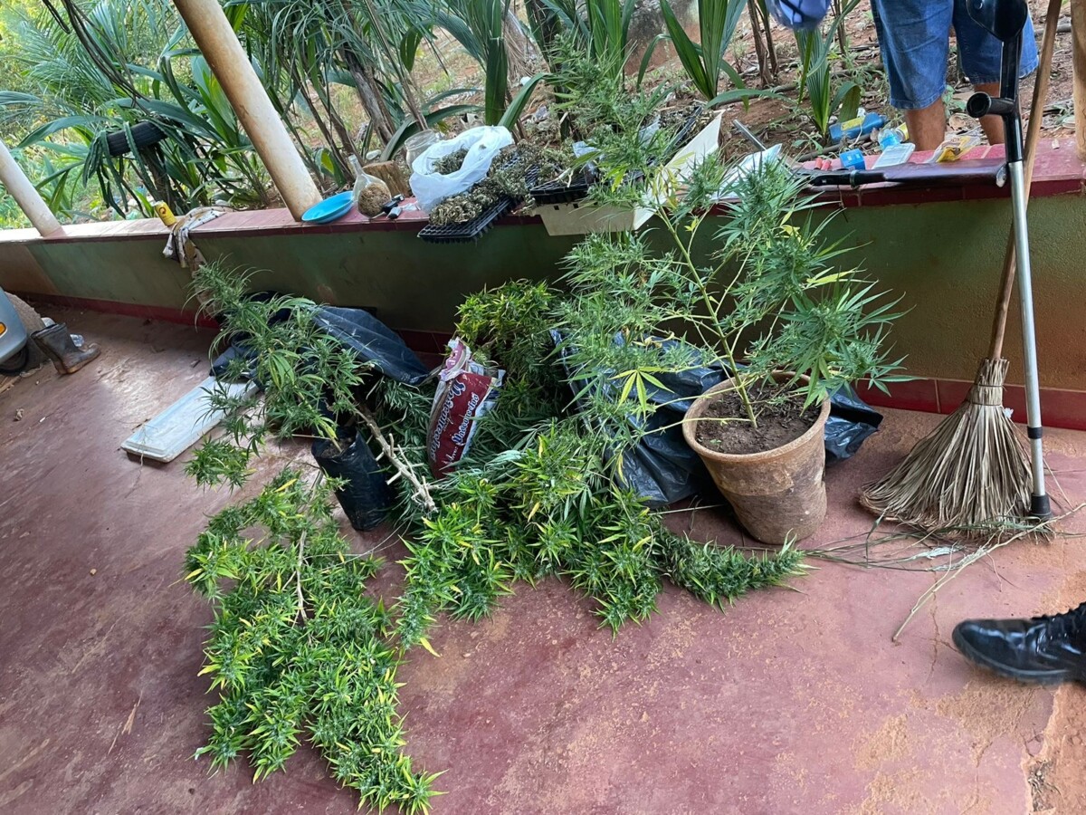 PCGO localiza plantação de maconha e reincidente é preso por tráfico de drogas