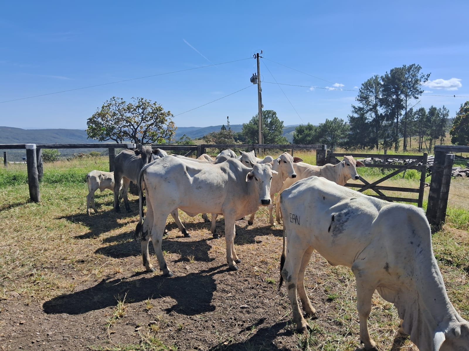 Equipes do Batalhão Rural atuam em resposta a denúncia e resgatam animais furtados em Cocalzinho de Goiás. Dois suspeitos foram conduzidos durante a ação.
