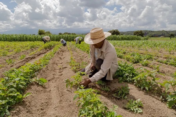 Programa PAA compra alimentos produzidos pela agricultura familiar, com dispensa de licitação, e os destina às pessoas em situação de insegurança alimentar e nutricional, além daquelas atendidas pela rede socioassistencial, pelos equipamentos públicos de segurança alimentar e nutricional e pela rede pública e filantrópica de ensino. Foto: Divulgação