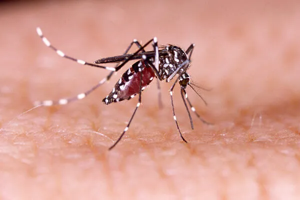 Dengue: por que pacientes com sintomas podem testar negativo?