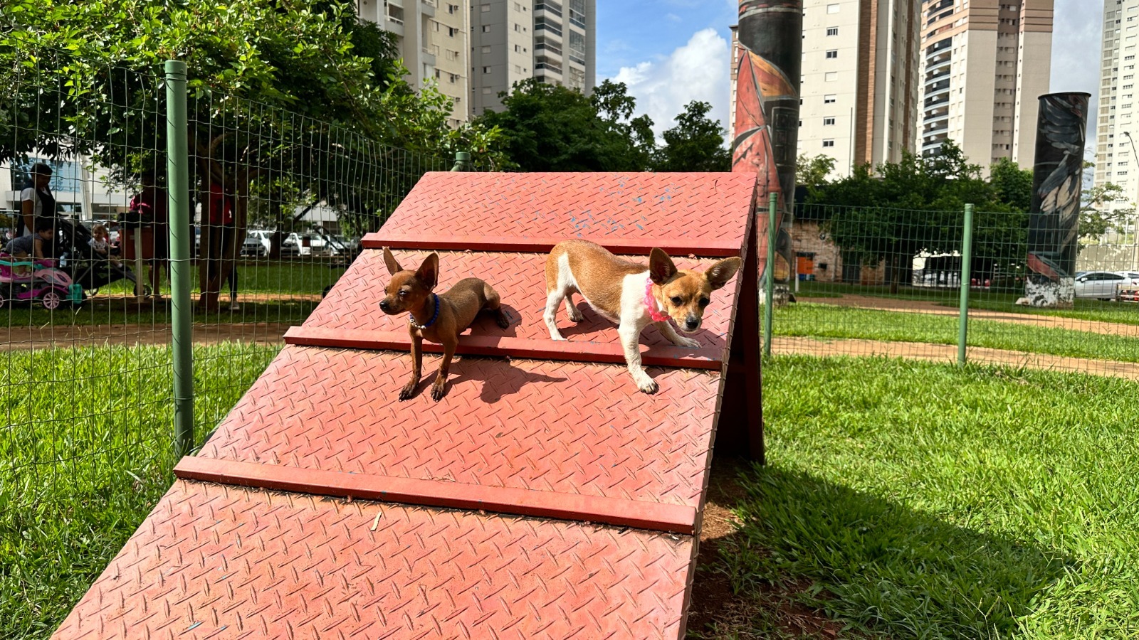 Goiânia conta com 82 espaços públicos gratuitos projetados exclusivamente para recreação de pets. Foto: Reprodução Comurg