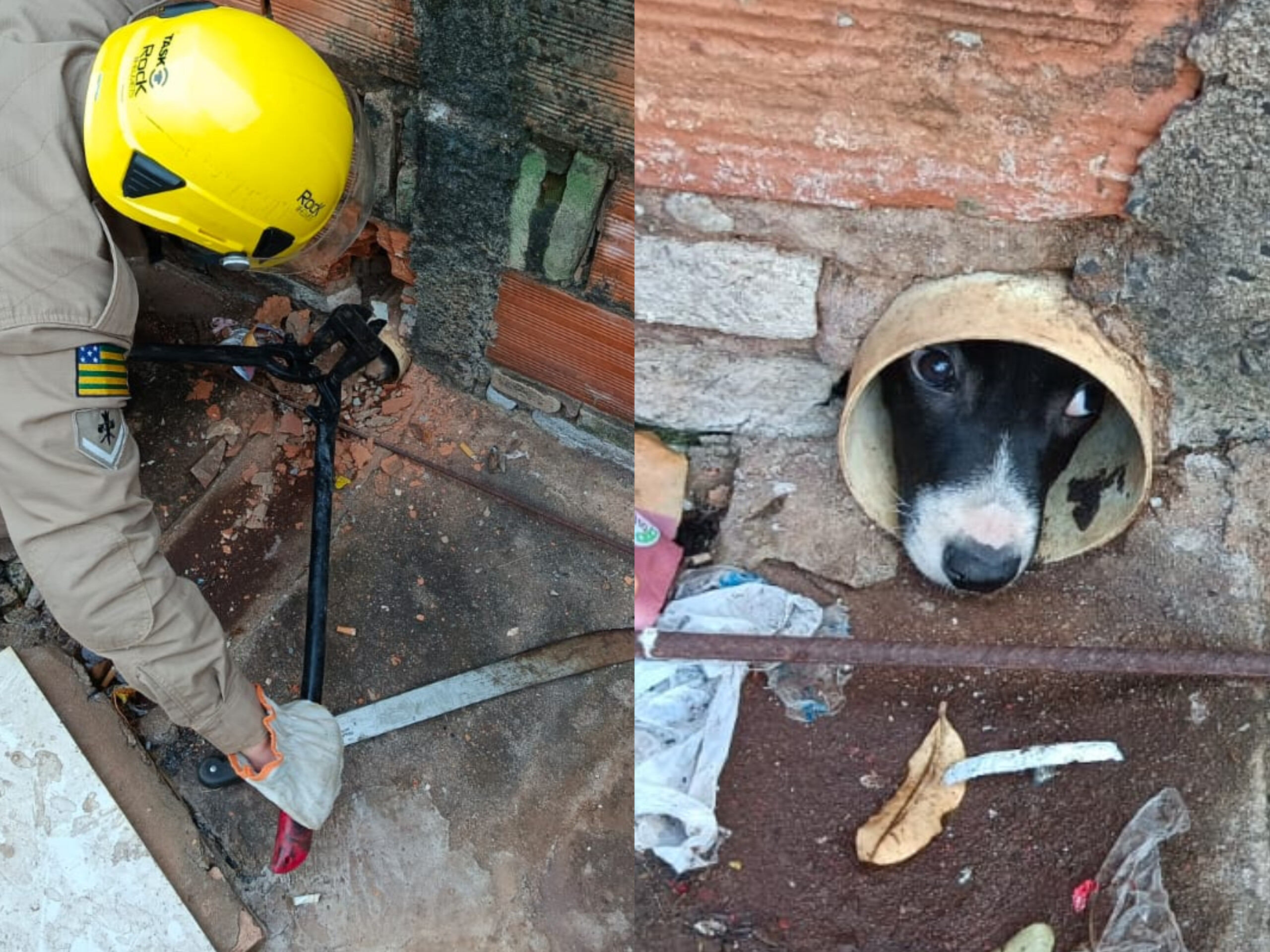 Animal foi libertado após operação delicada da 15ª CIBM na manhã de sexta-feira