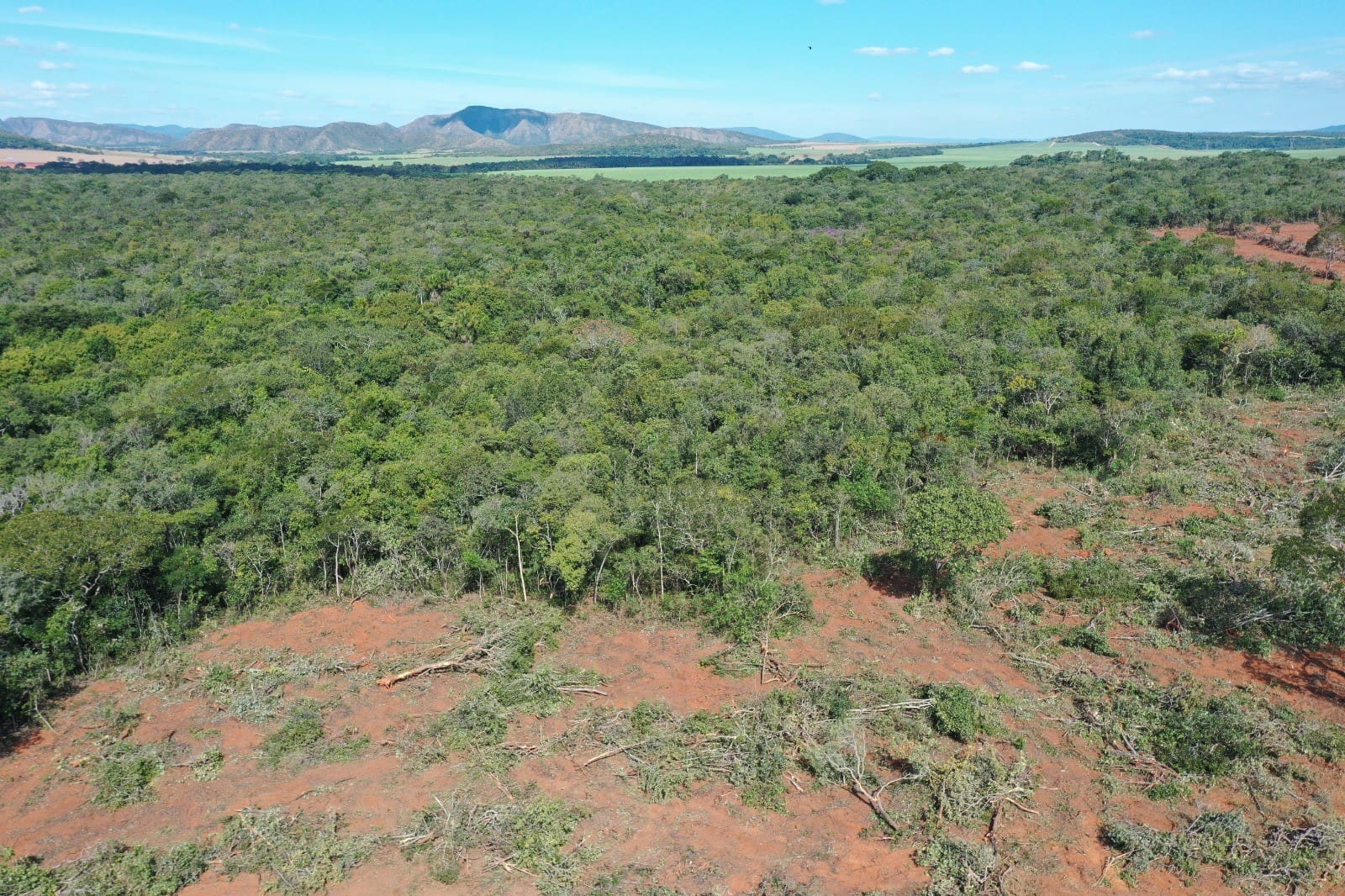 Goiás reduz desmatamento em 59% no primeiro semestre de 2024, destaca estudo do Ipam. Foto: Semad