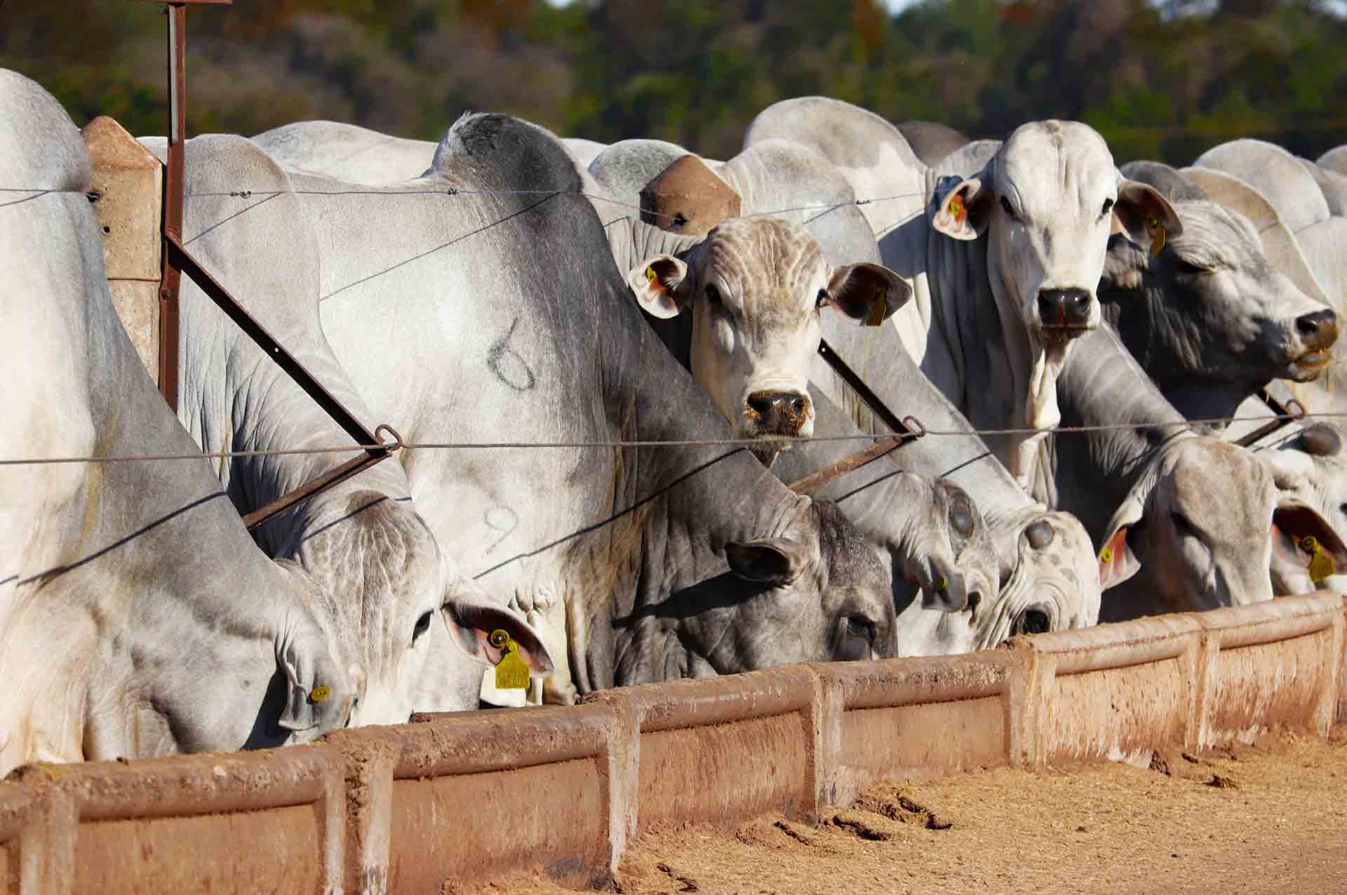Goiás bate recorde no abate de gado e avança na exportação de carne bovina
