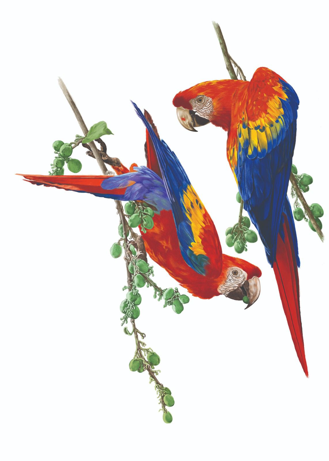 Exposição Pinturas de Tai Hsuan-An - Aves Brasileiras: Série Psittacidae está aberta a visitação gratuita até dia 29 de setembro