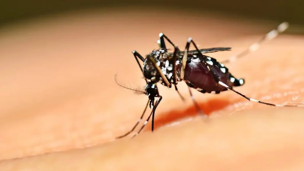 Dengue anápolis wolbachia