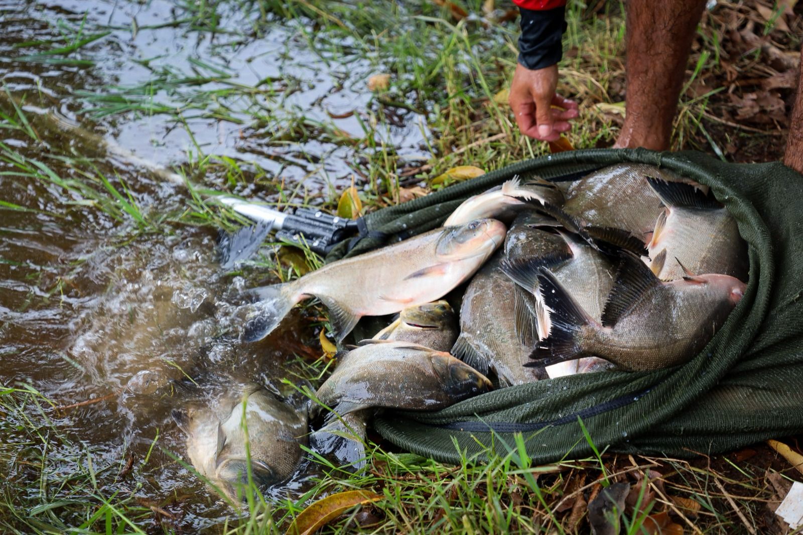 Prefeitura de Trindade solta uma tonelada de peixes no parque