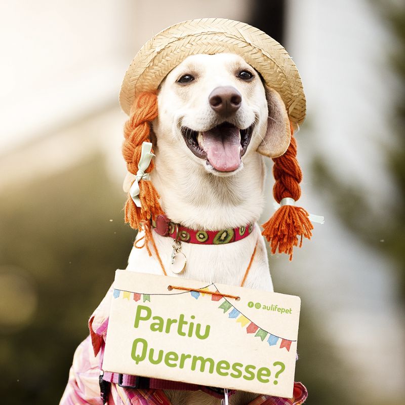 Uma festa junina que é o bicho