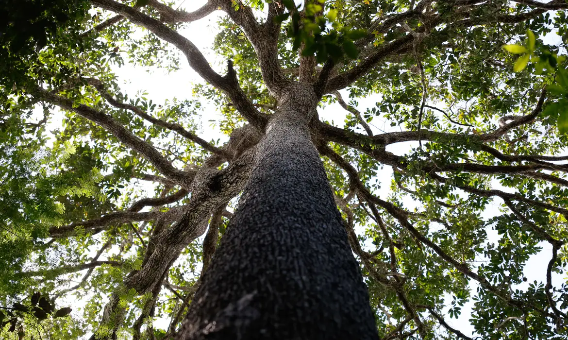 Senado aprova novo marco para o licenciamento ambiental no país
