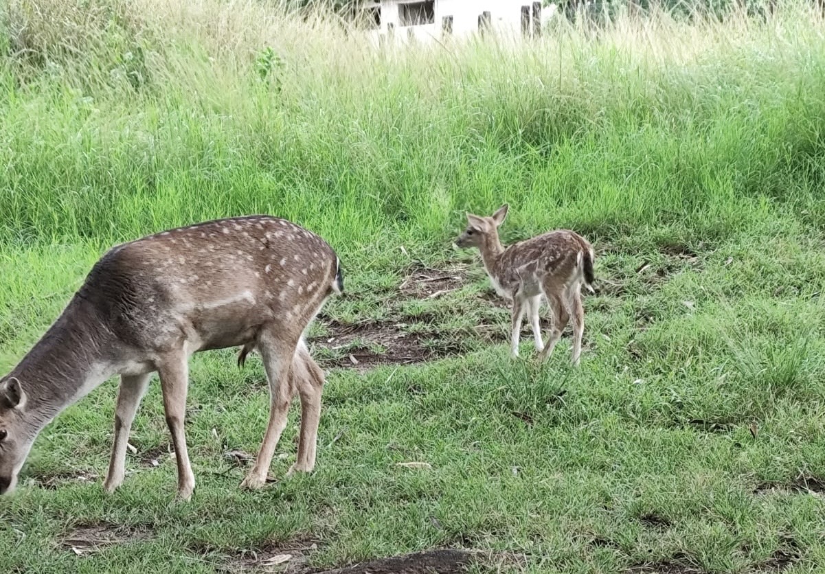 Zoológico de Goiânia recebe novos animais e prepara programação especial para o feriado de Corpus Christi