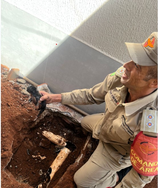 Bombeiros resgatam filhote de cachorro em Aparecida