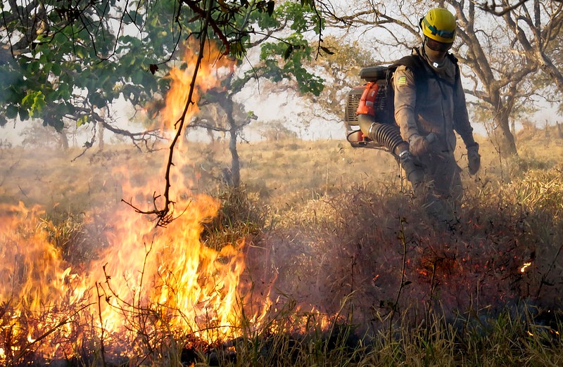 Governo de Goiás lança nesta sexta-feira Operação Cerrado Vivo 2025