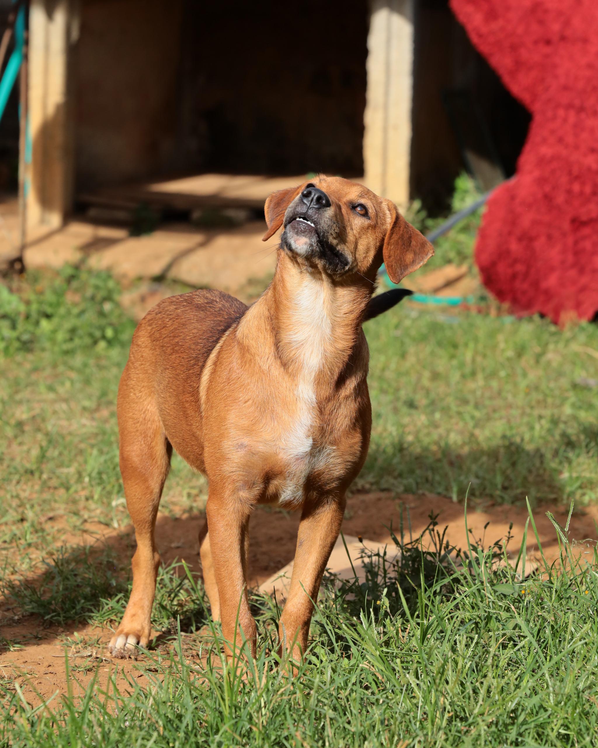 Mutirão de Aparecida terá feira de adoção de animais e triagem para castração de pets neste sábado