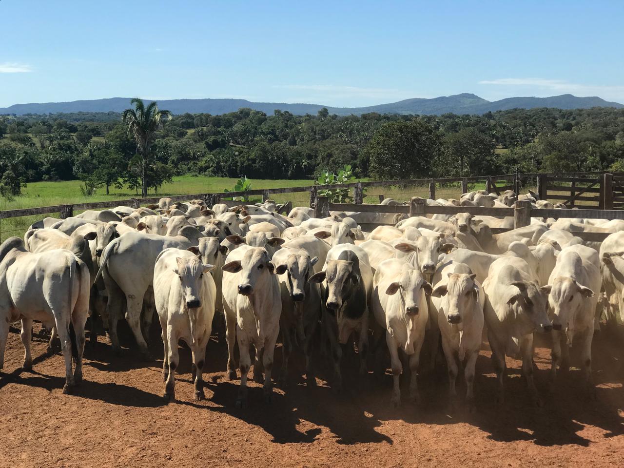Agrodefesa prorroga prazo para declaração obrigatória de rebanho em Goiás