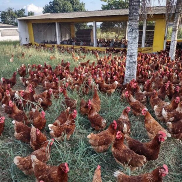 BRF realiza abate preventivo de 74 mil aves em Goiás após foco de gripe aviária