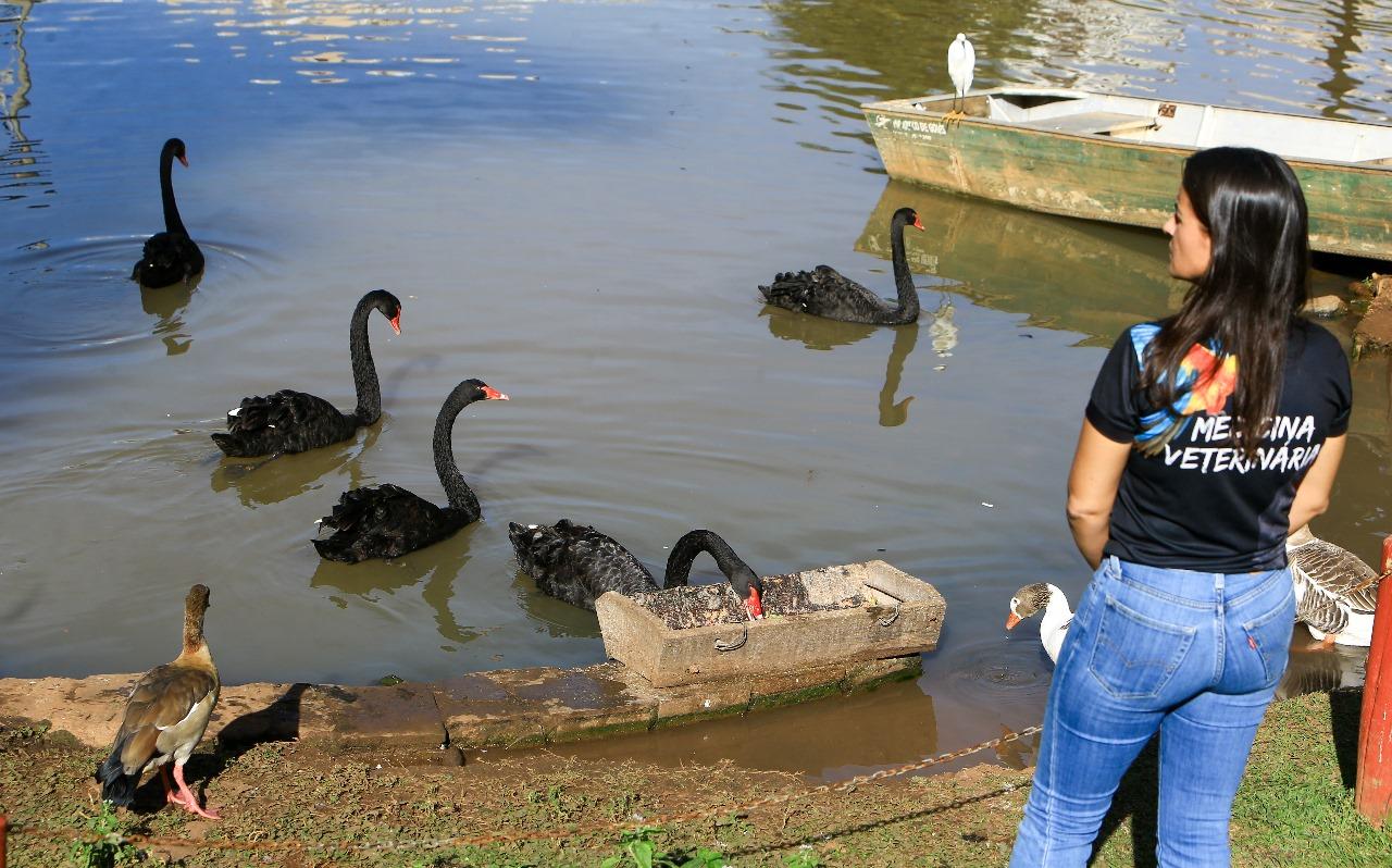 Cisne negro gripe influenza