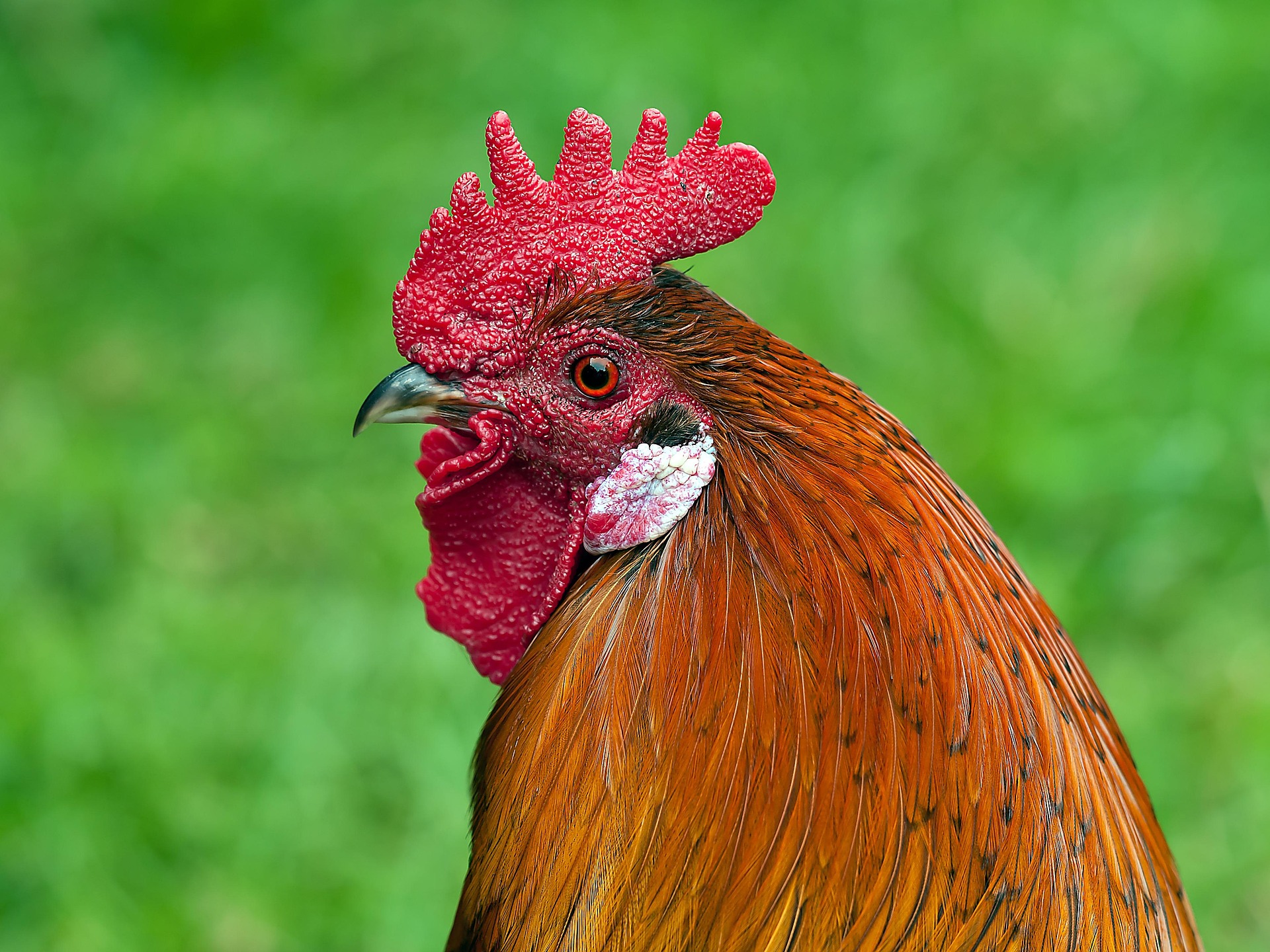 Agrodefesa