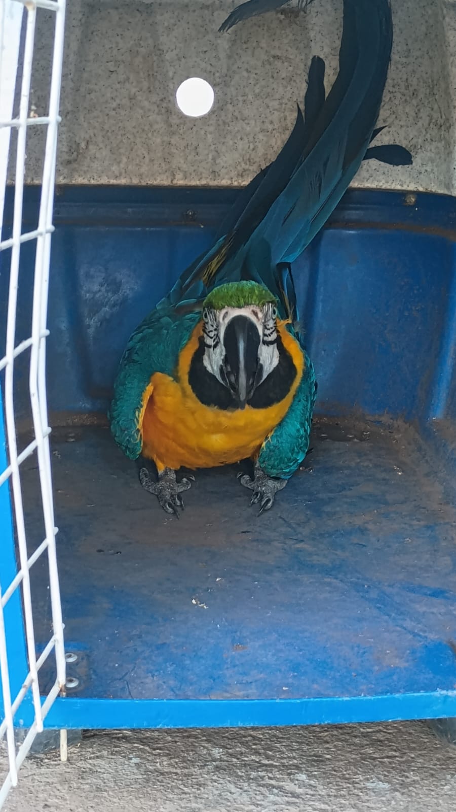 araras