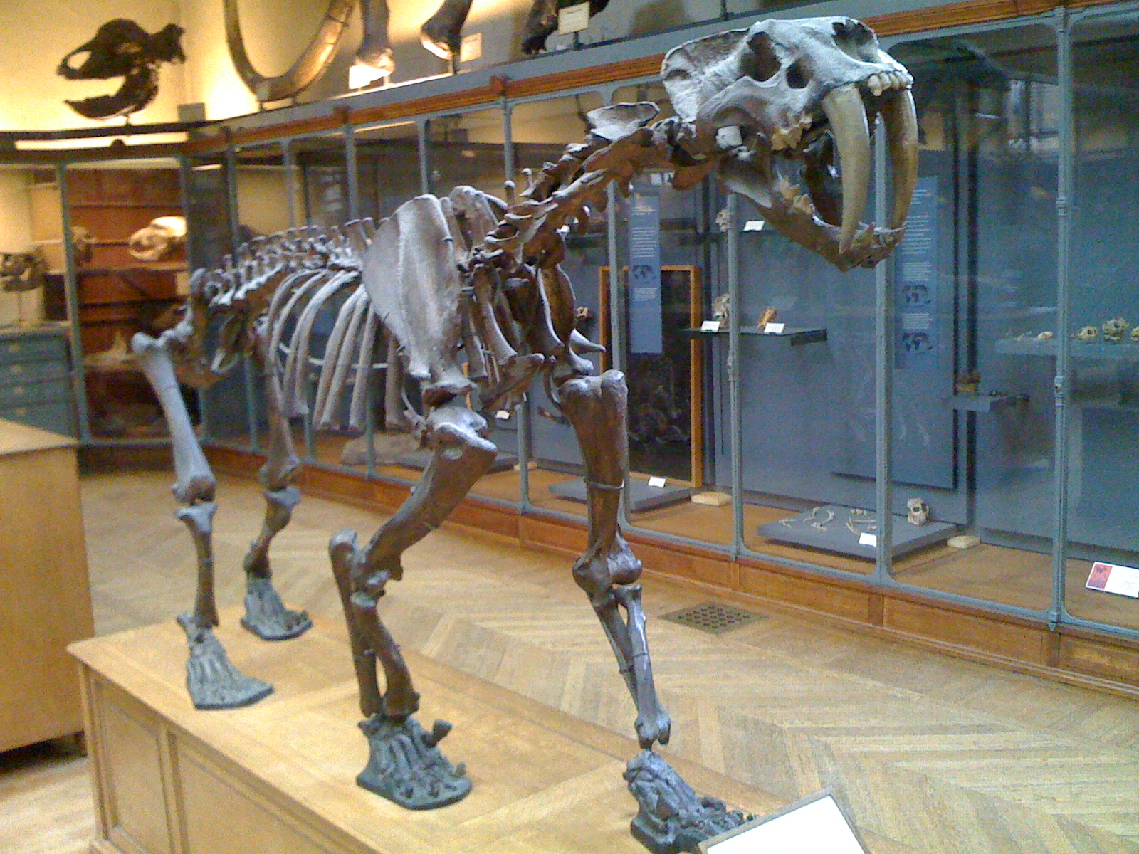 esqueleto de Smilodon — o famoso tigre-dente-de-sabre — exibido no Museu Nacional de História Natural de Paris