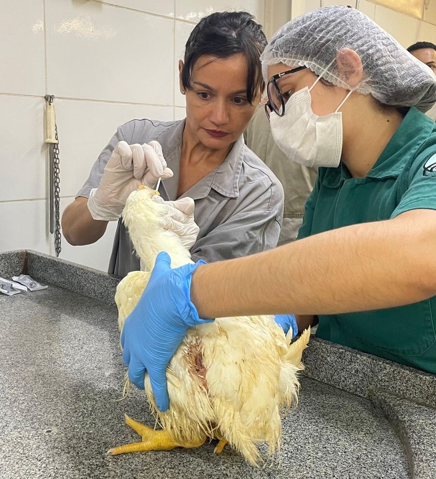 Agrodefesa realiza treinamento técnico sobre suspeitas de gripe aviária