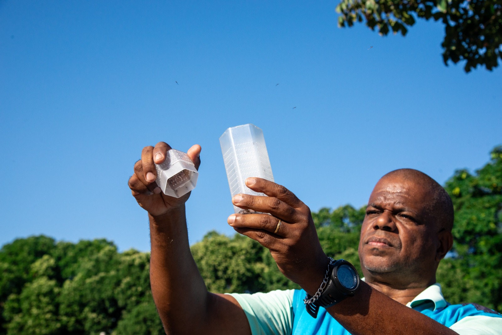 Foto: Wolbito Legenda: Soltura dos mosquitos com Wolbachia está prevista para o segundo semestre do ano, em Valparaíso de Goiás e Luziânia