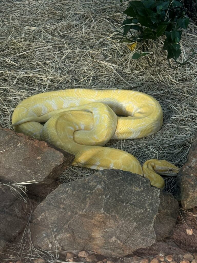 serpentes zoológico