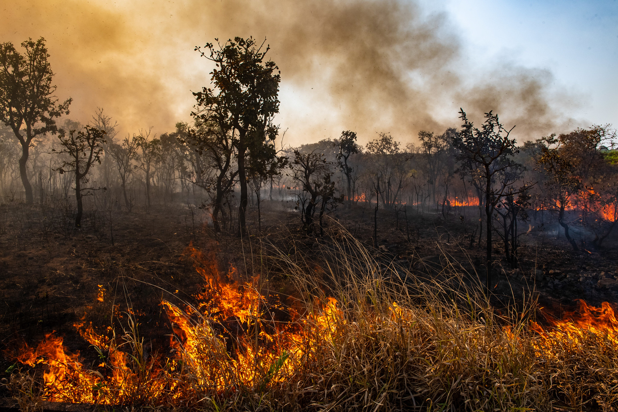 Queimada - BNDES destina R$ 150 milhões para prevenção e combate a incêndios no Cerrado e Pantanal - Foto: Leopoldo Silva/Agência Senado