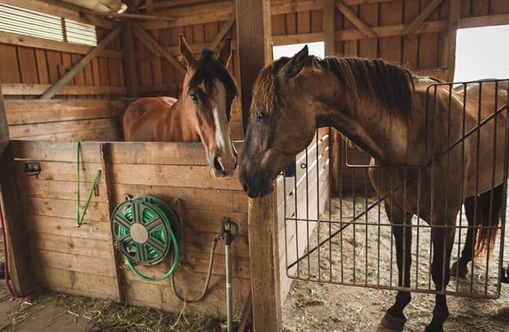 Contaminação de cavalos é investigada