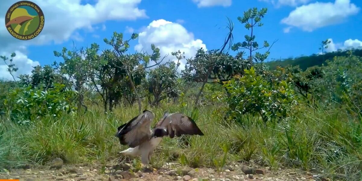 Gavião-de-rabo-branco é filmado pela primeira vez em corredor ecológico de Goiás