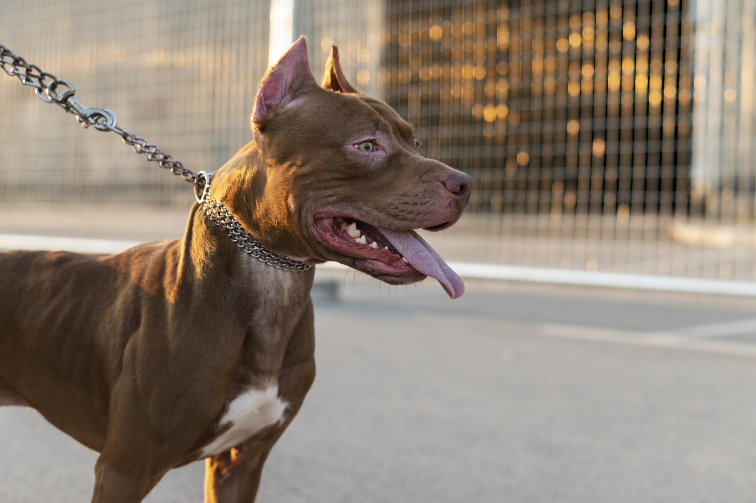 Pitbulls terão circulação limitada e castração obrigatória em Santa Catarina