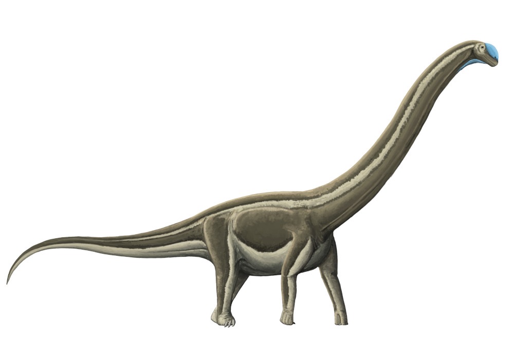 Doença óssea letal atingiu dinossauros pescoçudos no interior de SP há 80 milhões de anos