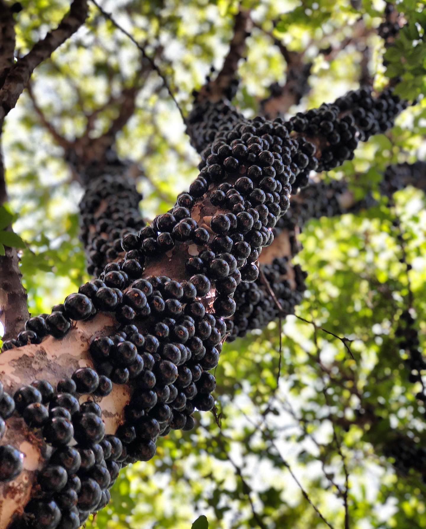 Fazenda Jabuticabal