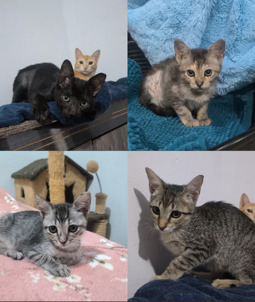 32 pets para adoção responsável no Shopping Cerrado neste sábado (16)