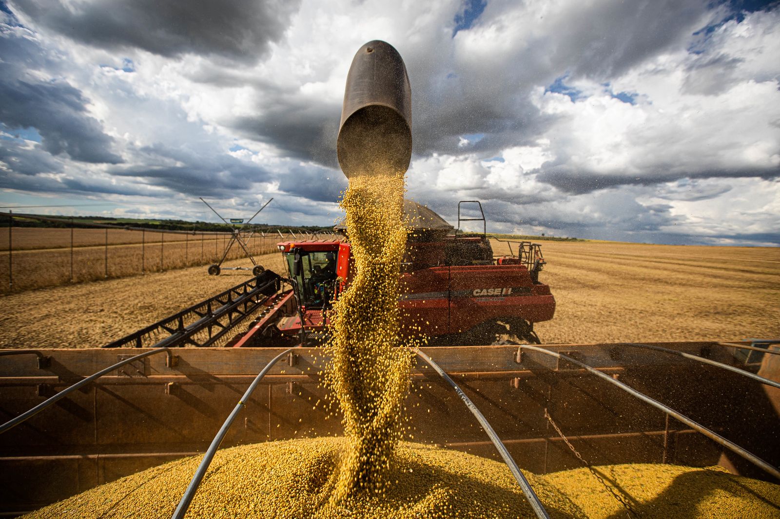 produtores Safra 2024 25 leva Goiás a alcançar marca histórica na produção de soja