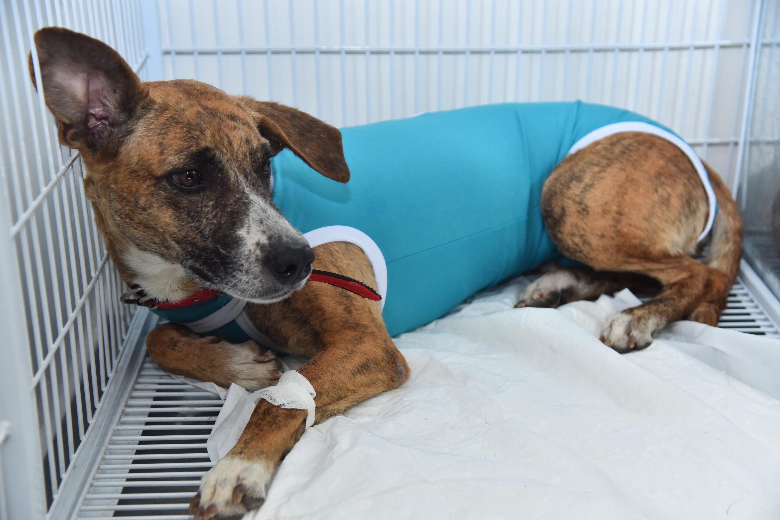 Aparecida de Goiânia oferece castração gratuita para pets - Foto: Divulgação