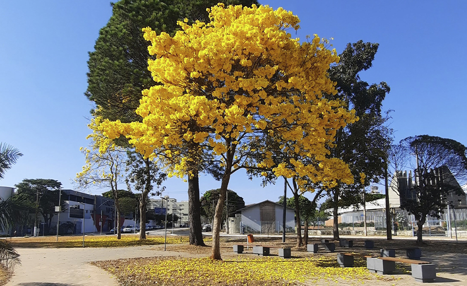 onda de frio goiás primavera inverno