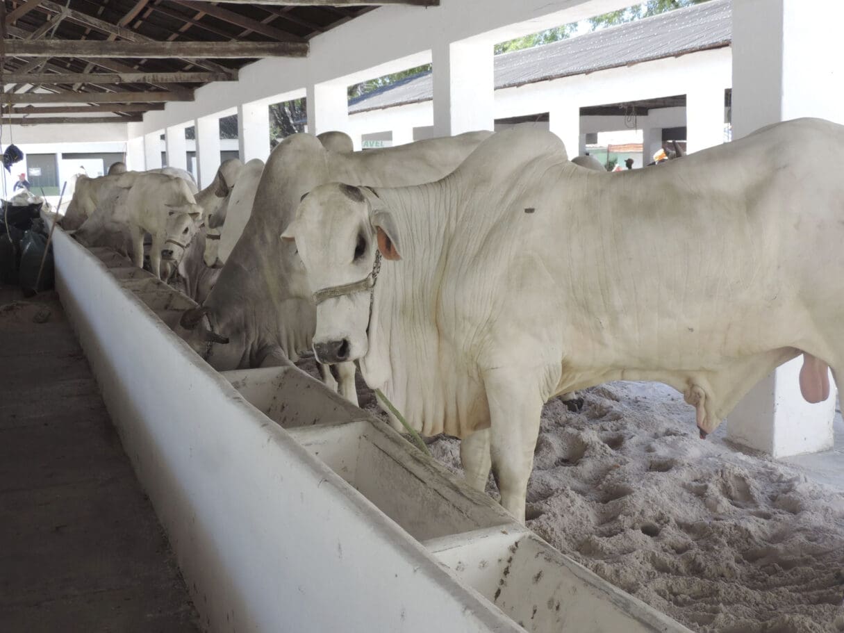 Goiás Genética 2025 movimenta milhões e mostra animais de alto padrão em Goiânia