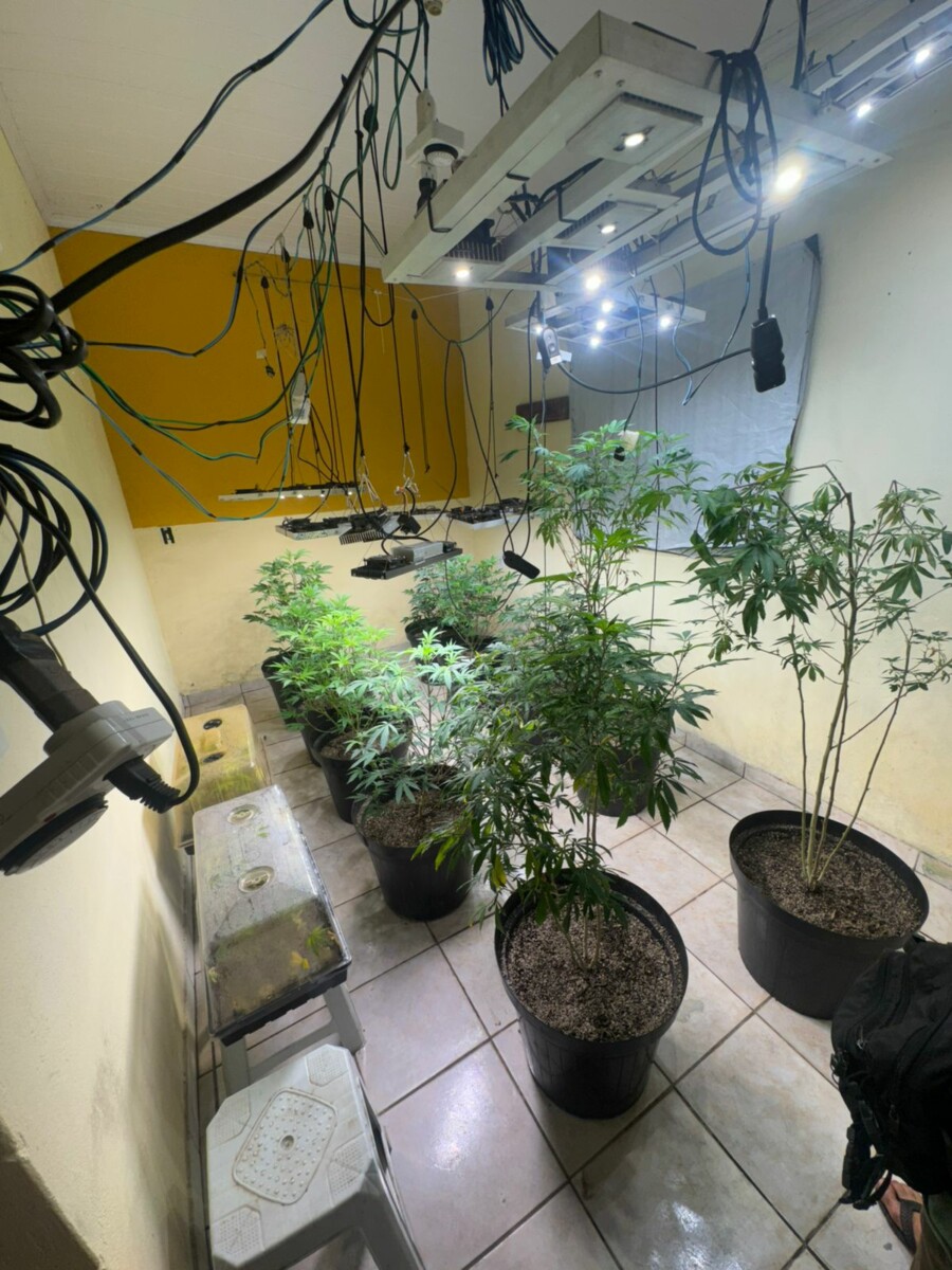 Foram apreendidos centenas de pés de maconha, drogas sintéticas, comprimidos de LSD, além de insumos utilizados na fabricação de “loló” - Foto: PCGO