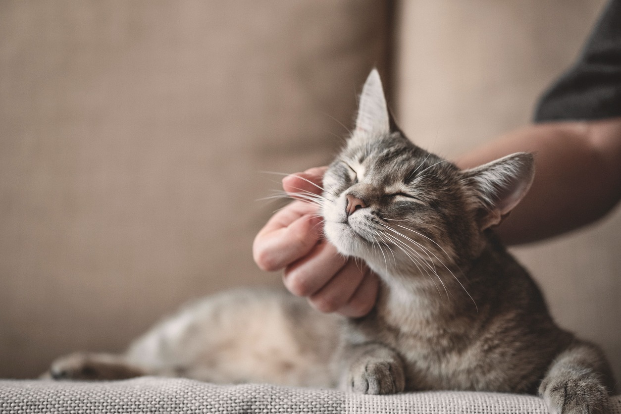 gato